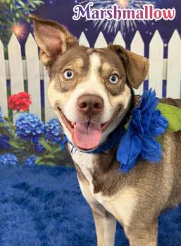 Marshmallow -  Mixed Breed Dog for Adoption in Flint, Michigan - Marshmallow | PetCurious
