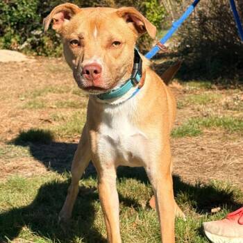 CT Manicotti -  Chihuahua and Mixed Breed Dog for Adoption in Stormville, New York - CT Manicotti | PetCurious