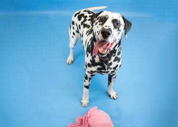 Rescue Dalmatian Dogs for Adoption in Colorado Springs, Colorado - SPIKE | PetCurious