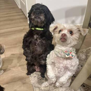 Shih Tzu Dogs Available for Adoption in Hillsborough, North Carolina - Mocha | PetCurious