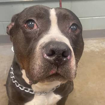 Rambo -  American Staffordshire Terrier Dog for Adoption in Greenville, South Carolina - Rambo | PetCurious