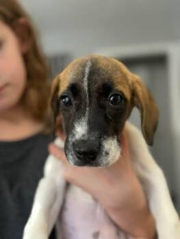 Vivvie -  Hound Dog for Adoption in Kettering, Ohio - Vivvie | PetCurious
