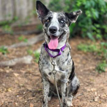 Catahoula Leopard Dog Dogs Available for Adoption in Klein, Texas - Mama Blue | PetCurious