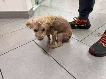 Cowboy - Terrier -  Pomeranian and Terrier Dog for Adoption in Wilton, California - Cowboy - Terrier | PetCurious