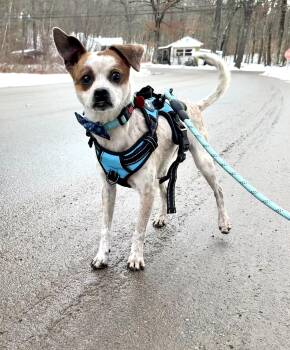 Yuki -  Rat Terrier Dog for Adoption in Weare, New Hampshire - Yuki | PetCurious
