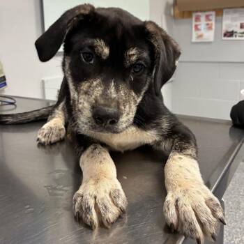 Cyndr -  Mixed Breed Dog for Adoption in Greenville, South Carolina - Cyndr | PetCurious