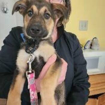 Hound and Shepherd Dogs Available for Adoption in Monticello, New York - Glimmer | PetCurious
