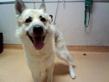 SABRINA -  Siberian Husky Dog for Adoption in Martinez, California - SABRINA | PetCurious