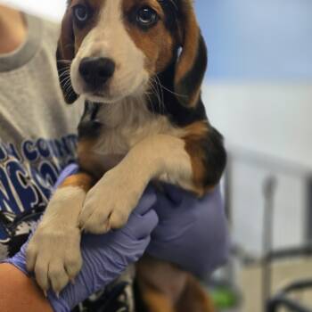 Carmen -  Beagle Dog for Adoption in Maynardville, Tennessee - Carmen | PetCurious