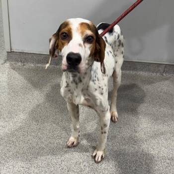Bridget -  Hound and Mixed Breed Dog for Adoption in Clearwater, Florida - Bridget | PetCurious