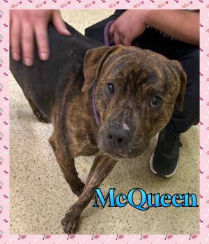 McQueen -  Terrier Dog for Adoption in Muncie, Indiana - McQueen | PetCurious