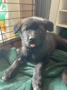 German Shepherd Dog and Mixed Breed Dogs Available for Adoption in Divide, Colorado - Dime | PetCurious