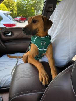 Moe -  Black Mouth Cur and Weimaraner Dog for Adoption in Blue Earth, Minnesota - Moe | PetCurious