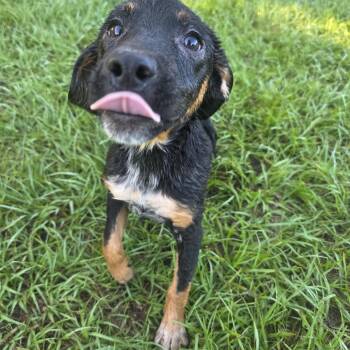 Phoenix -  Australian Cattle Dog Blue Heeler Dog for Adoption in Boca Raton, Florida - Phoenix | PetCurious