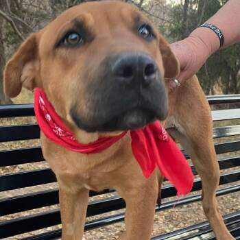 Rose -  Labrador Retriever and Shar Pei Dog Available for Adoption in Amarillo, Texas - Rose | PetCurious