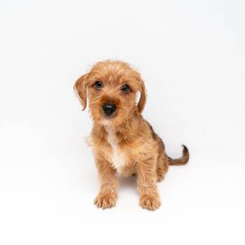 Yorkshire Terrier and Mixed Breed Dogs Available for Adoption - Broccoli Cheddar Soup | PetCurious