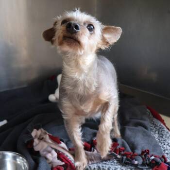 Ziggy -  Mixed Breed and Chinese Crested Dog Dog for Adoption in Saint Charles, Missouri - Ziggy | PetCurious