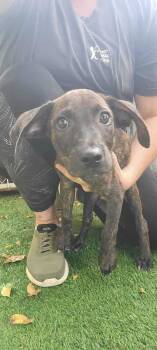 Rescue Terrier Dogs for Adoption in Pompano Beach, Florida - Piper | PetCurious