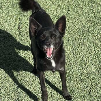 Rescue Schipperke and Chihuahua Dogs for Adoption in Loves Park, Illinois - MICK JAGGER | PetCurious