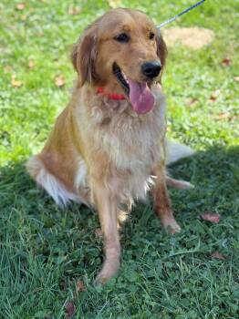 Rescue Golden Retriever Dogs for Adoption in Peebles, Ohio - Shayla | PetCurious