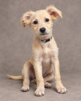 Loona -  Schnauzer Dog for Adoption in Miami, Florida - Loona | PetCurious