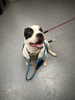 Rescue Pit Bull Terrier Dogs for Adoption in Greenfield, Indiana - Ace | PetCurious