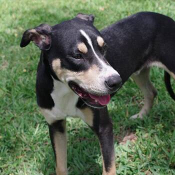 Terrier Dogs Available for Adoption in Miami, Florida - Puppy Chip | PetCurious
