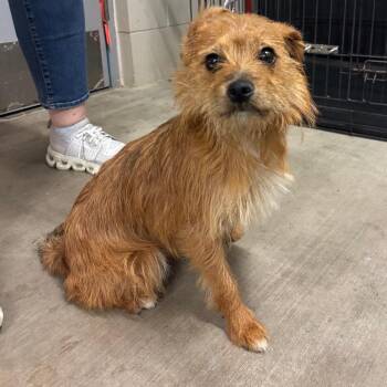 June Bug -  Terrier and Mixed Breed Dog for Adoption in Marshalltown, Iowa - June Bug | PetCurious