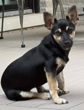 Lisa -  Jack Russell Terrier Dog for Adoption in Toronto, Ontario - Lisa | PetCurious
