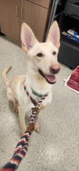 Piper June -  German Shepherd Dog and Mixed Breed Dog for Adoption in Fishers, Indiana - Piper June | PetCurious