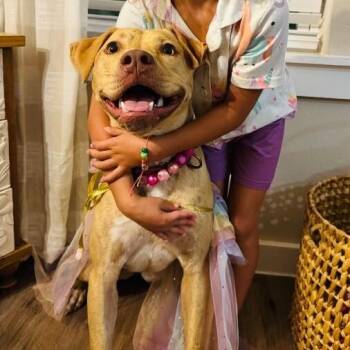 Whitney Joy the Bunny Soft Sweetheart -  Labrador Retriever and Rhodesian Ridgeback Dog for Adoption in Friendswood, Texas - Whitney Joy The Bunny Soft Sweetheart | PetCurious