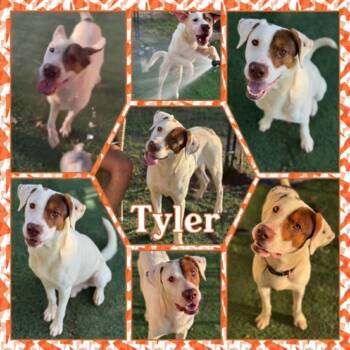Rescue Pit Bull Terrier Dogs for Adoption in Fort Smith, Arkansas - Tyler | PetCurious