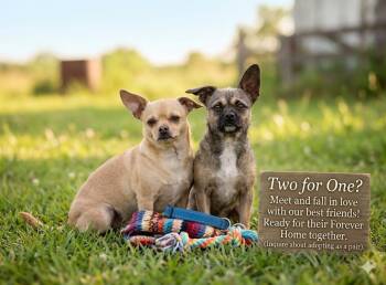 Chihuahua and Mixed Breed Dogs Available for Adoption in Corpus Christi, Texas - Nugget & Potato (previously Known As Cream Puff) | PetCurious