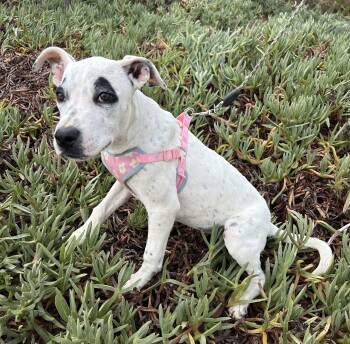 SASHA -  American Staffordshire Terrier Dog for Adoption in Bell Gardens, California - SASHA | PetCurious