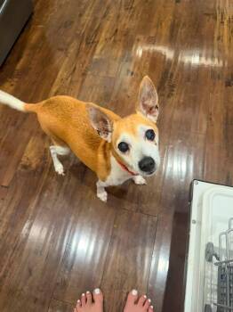Mikey -  Chihuahua Dog for Adoption in Temple, Texas - Mikey | PetCurious