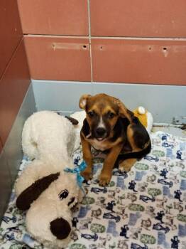 BETTY -  Staffordshire Bull Terrier and Mixed Breed Dog for Adoption in Houston, Texas - BETTY | PetCurious