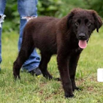 Mixed Breed Dogs Available for Adoption in Edwardsville, Illinois - Rigby | PetCurious