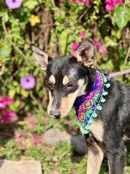 Miniature Pinscher Dogs Available for Adoption - Antonella | PetCurious