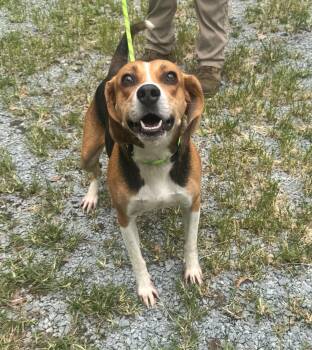 Fred -  Hound Dog for Adoption in Elizabethtown, North Carolina - Fred | PetCurious