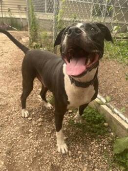 Cosmo -  American Staffordshire Terrier and Mixed Breed Dog for Adoption in Boyne City, Michigan - Cosmo | PetCurious