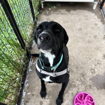 Lenny -  Labrador Retriever Dog for Adoption in Mineral Point, Wisconsin - Lenny | PetCurious