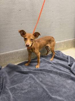 Chihuahua Dogs Available for Adoption in Las Vegas, Nevada - JALAPENO | PetCurious