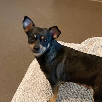 Heidi -  Chihuahua Dog for Adoption in Burlingame, California - Heidi | PetCurious