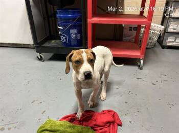 Treeing Walker Coonhound and Mixed Breed Dogs Available for Adoption - A378241 | PetCurious