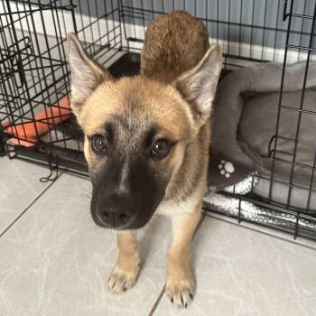 Jordan -  Shepherd Dog for Adoption in Harlingen, Texas - Jordan | PetCurious