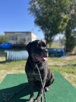 Rescue Cane Corso and Mixed Breed Dogs for Adoption in Roseville, California - Bella Swan | PetCurious