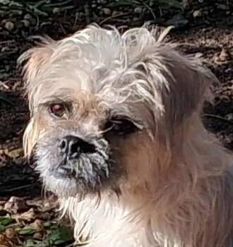 Rescue Shih Tzu and Cairn Terrier Dogs for Adoption in Boerne, Texas - Aretha | PetCurious