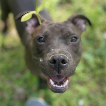 Labrador Retriever and American Staffordshire Terrier Dogs Available for Adoption in Triana, Alabama - Penelope | PetCurious