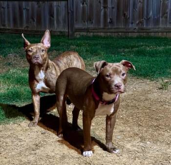 HAZEL & MARGO - BONDED PAIR - FOSTER OR ADOPTER NEEDED -  Pit Bull Terrier Dog for Adoption in Largo, Florida - HAZEL & MARGO - BONDED PAIR - FOSTER OR ADOPTER NEEDED | PetCurious
