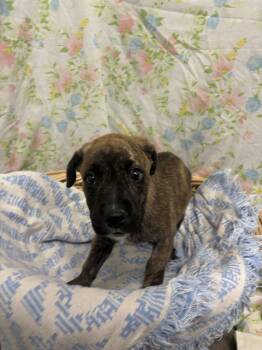 FIONA -  Staffordshire Bull Terrier and Mixed Breed Dog for Adoption in Rosenberg, Texas - FIONA | PetCurious